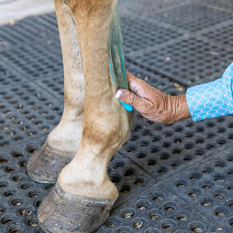 Vetericyn Equine Liniment 16 oz. Horse Muscle Joint Care Support